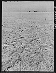 Panhandle, Deaf Smith County, Texas