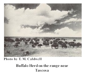 Buffalo herd
